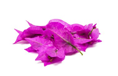 pembe Begonviller izole 