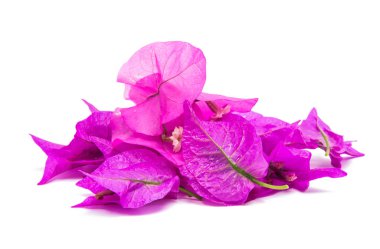 pembe Begonviller izole 