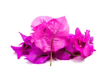 pembe Begonviller izole 