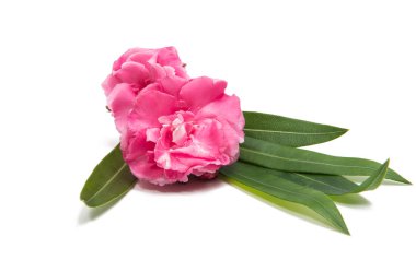 İzole pembe zakkum çiçeği 