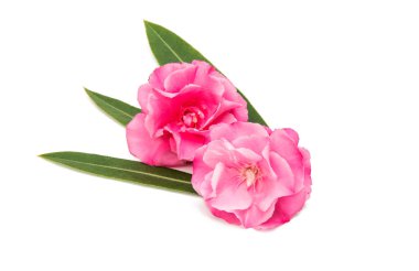 İzole pembe zakkum çiçeği 