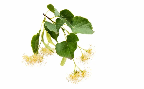 Linden flowers isolated — Stock Photo, Image