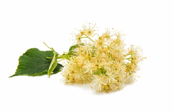 Linden flowers isolated — Stock Photo, Image