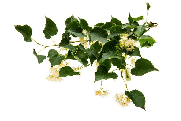 Linden flowers isolated — Stock Photo, Image