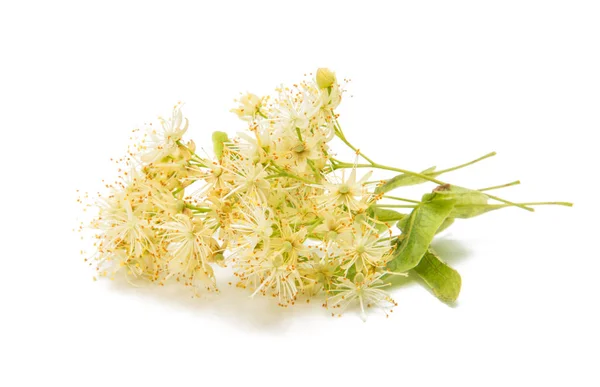 Linden flowers isolated — Stock Photo, Image