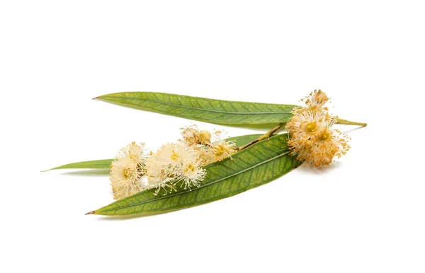 Eucalyptus flowering isolated — Stock Photo, Image