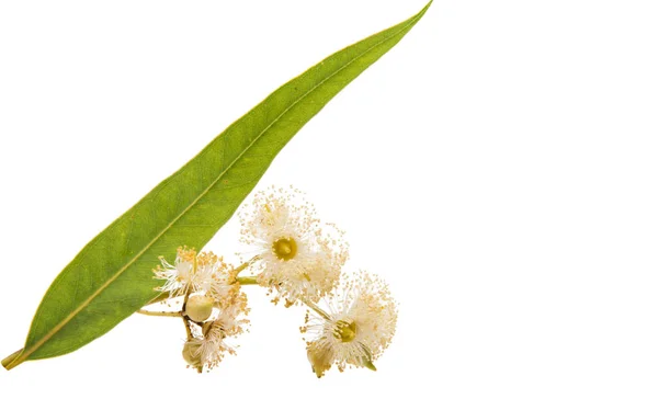 Eucalyptus flowering isolated — Stock Photo, Image