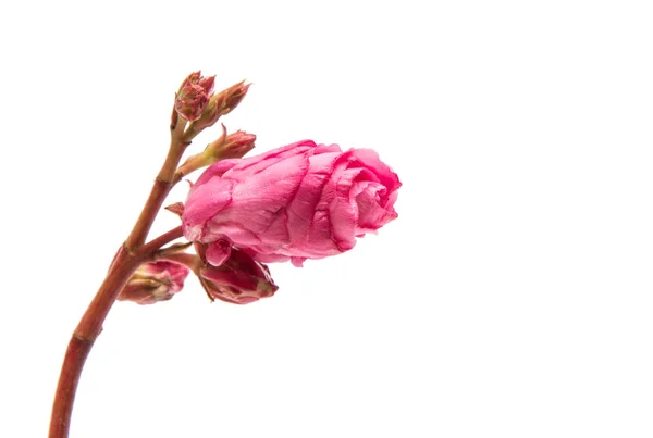 Flor oleander rosa isolado — Fotografia de Stock