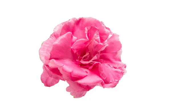 Розовый олеандр — стоковое фото