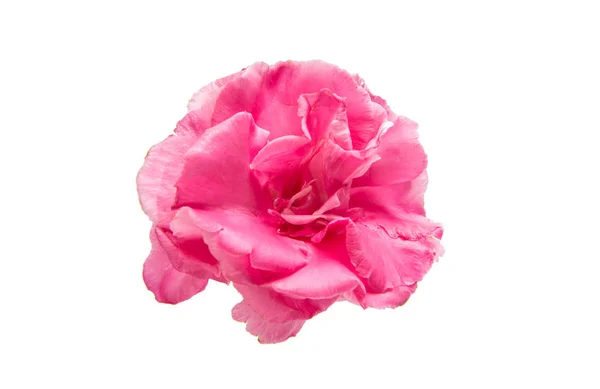 Rosa oleandro fiore isolato — Foto Stock