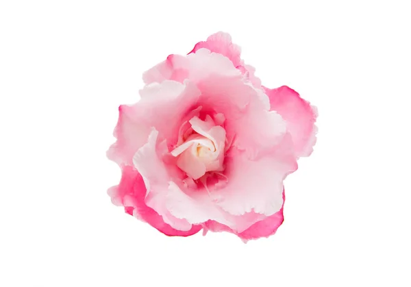 Pink oleander flower isolated — Stock Photo, Image