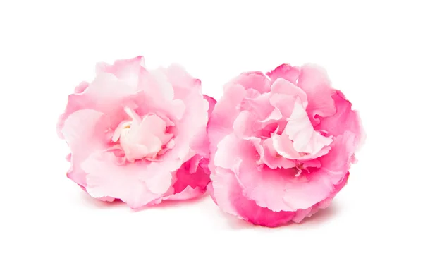 Flor oleander rosa isolado — Fotografia de Stock