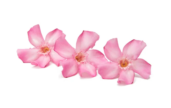 Roze oleanders bloem geïsoleerd — Stockfoto