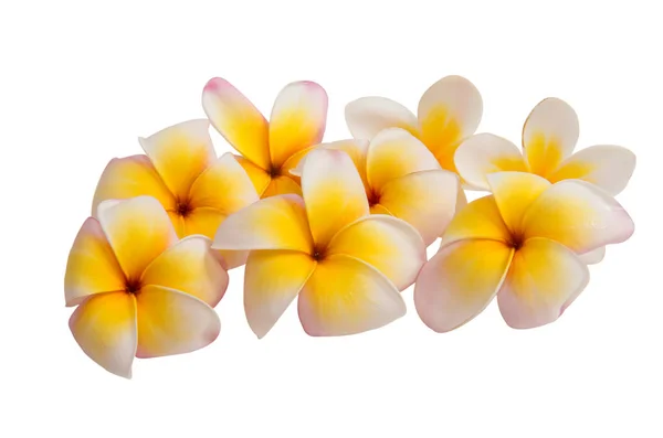 Frangipani blomma isolerade — Stockfoto