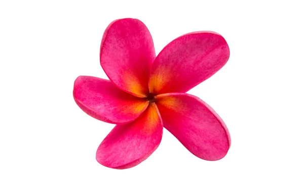 Frangipani-Blüte isoliert — Stockfoto