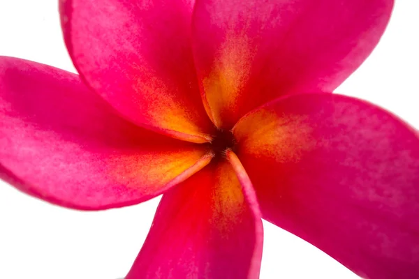 Frangipani flor aislada — Foto de Stock