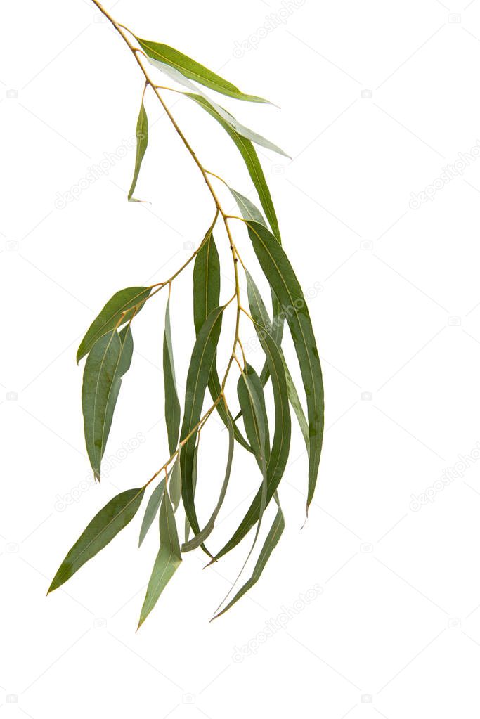 Eucalyptus flowering isolated 