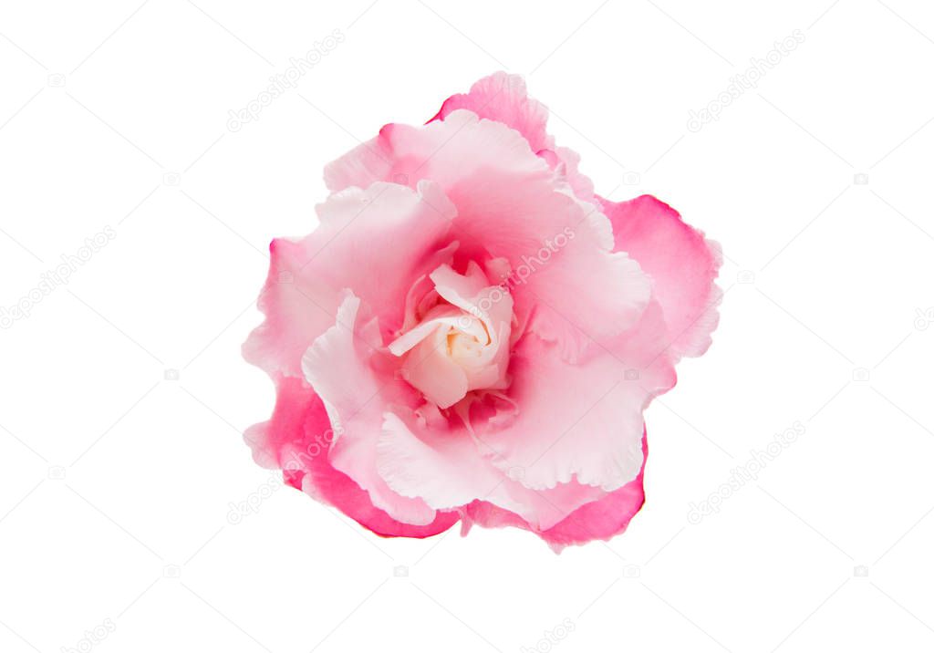 Pink oleander flower isolated 