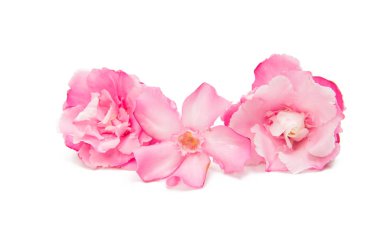 İzole pembe zakkum çiçeği 