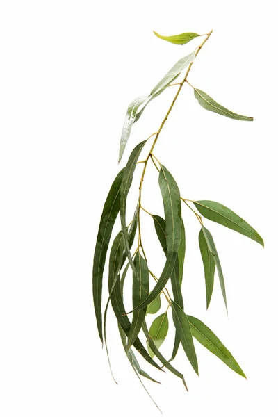 Groene Eucalyptus geïsoleerd — Stockfoto