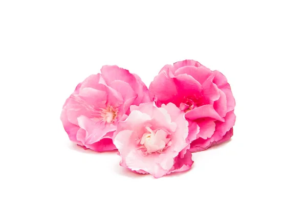 Rosa oleandro fiore isolato — Foto Stock