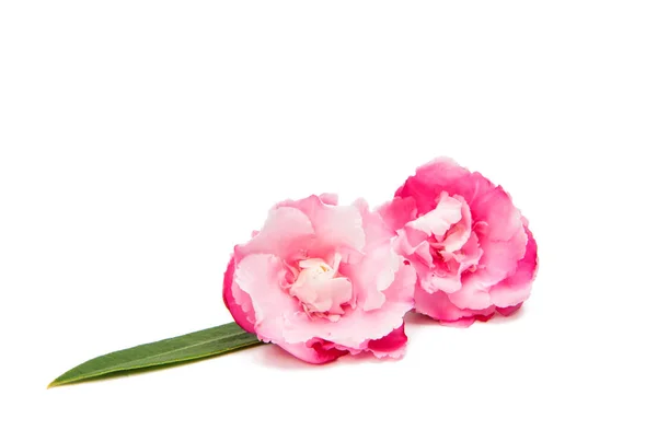 Rosa Oleanderblüte isoliert — Stockfoto