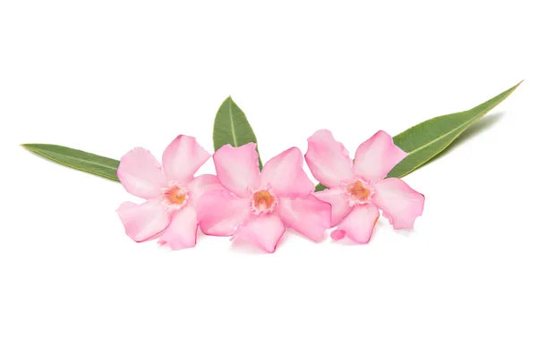 Roze oleanders bloem geïsoleerd — Stockfoto