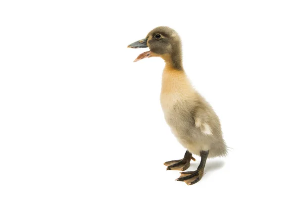 Kleine eendjes geïsoleerd — Stockfoto