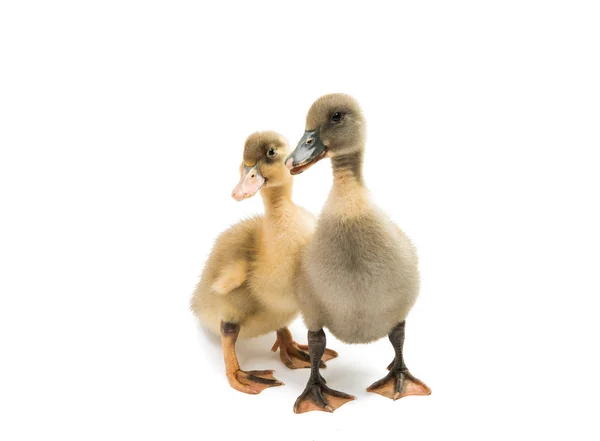 Small ducklings isolated — Stock Photo, Image