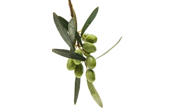 Oddział z zielonych oliwek na białym tle — Zdjęcie stockowe