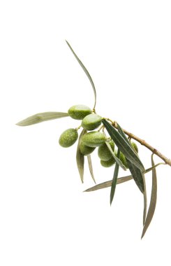 İzole yeşil zeytinli Şubesi 