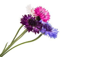 Güzel peygamberçiçeği izole 