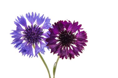 Güzel peygamberçiçeği izole 