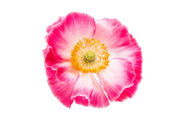 Güzel kırmızı gelincik izole 