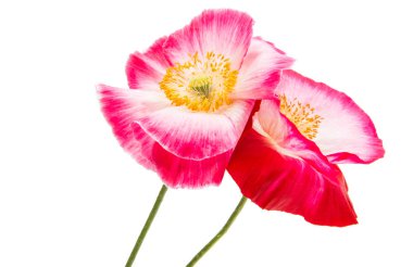 Güzel kırmızı gelincik izole 