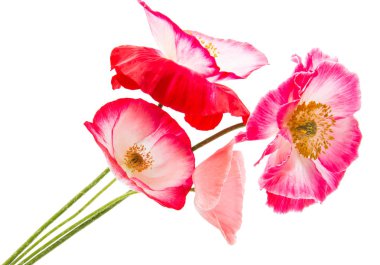 Güzel kırmızı gelincik izole 