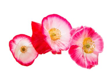 Güzel kırmızı gelincik izole 