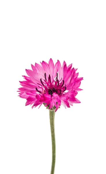 Beautiful cornflower isolated — Stock Photo, Image