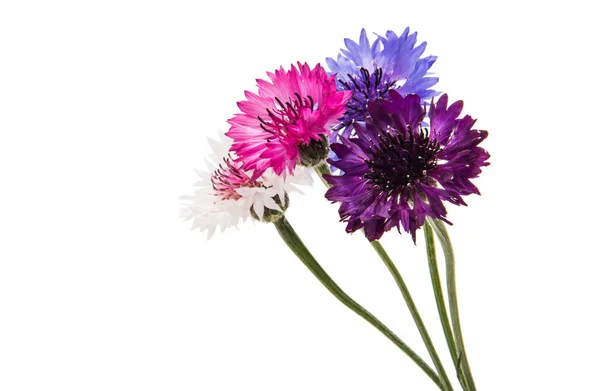 Beautiful cornflower isolated — Stock Photo, Image