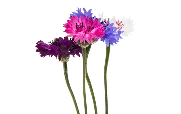 Прекрасный васильковый цветок — стоковое фото