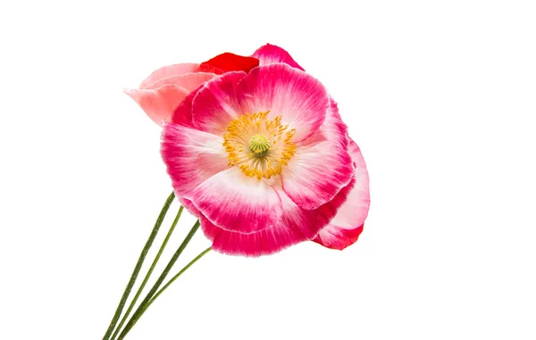 Beautiful red poppy isolated — Stock Photo, Image