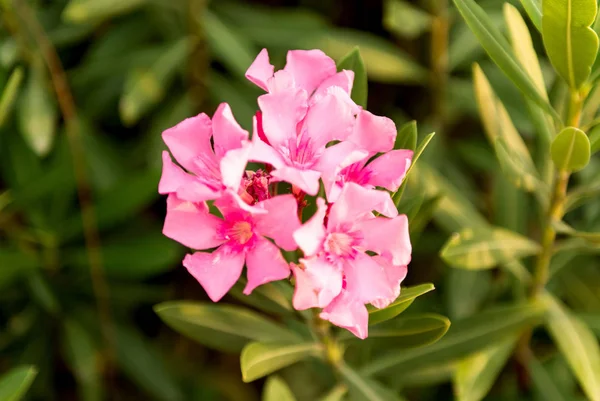 핑크 서양 협 죽도 꽃 — 스톡 사진