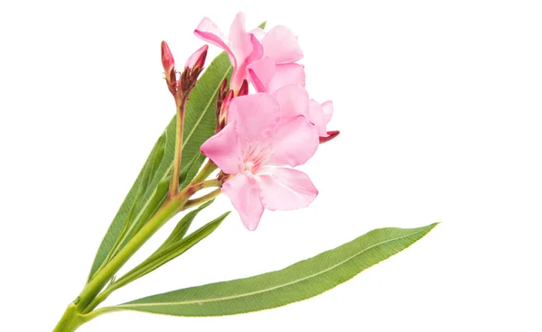 Oleander bloem geïsoleerd — Stockfoto