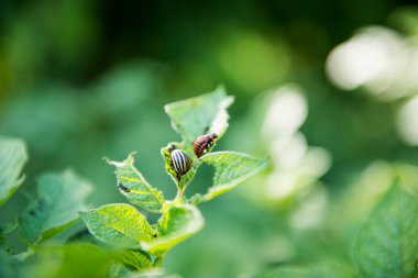 Colorado Patates böceği 
