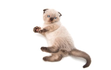 İzole lop-eared yavru kedi 