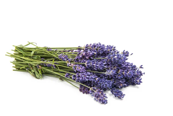 Boeket van lavendel geïsoleerd — Stockfoto