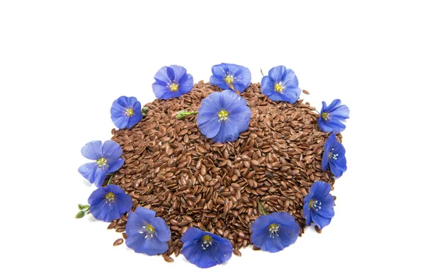 Flores de lino con semillas de lino — Foto de Stock