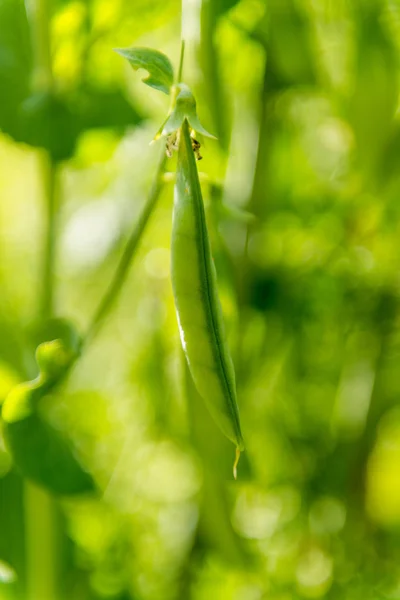 Green peas growing — Stock Photo, Image