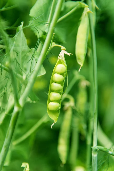 büyüyen yeşil bezelye 