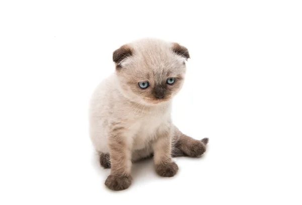 Gatinho de orelhas largas isolado — Fotografia de Stock